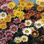 Seminte profesionale Gazania rigens - imagine 48974